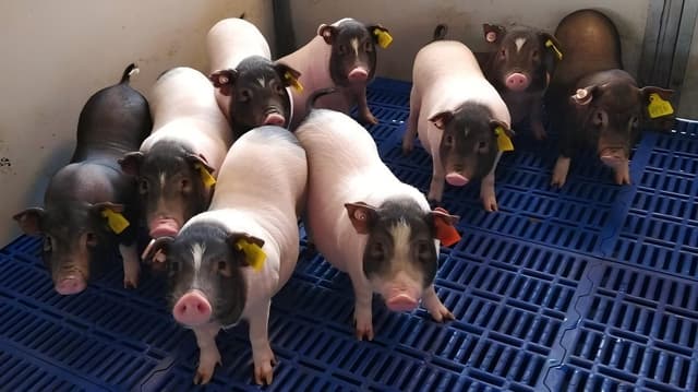 Cerdo modificado geneticamente da organo para o primeiro transplante animal para humano na China.; Reprodução: El País