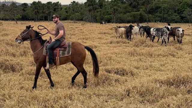 Murilo Huff investe em gado Nelore de alto padrão. Reprodução: O Globo