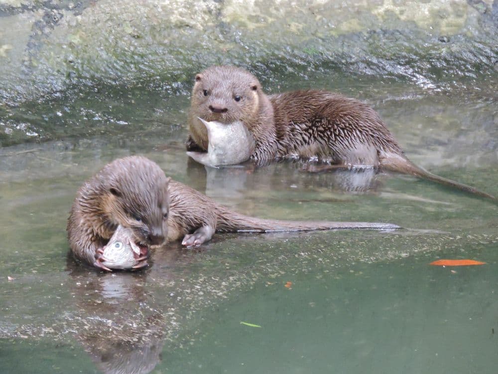 Filhotes de lontra são soltos pela primeira vez em 40 anos na Lagoa do Peri, em Florianópolis. Reprodução: Globo