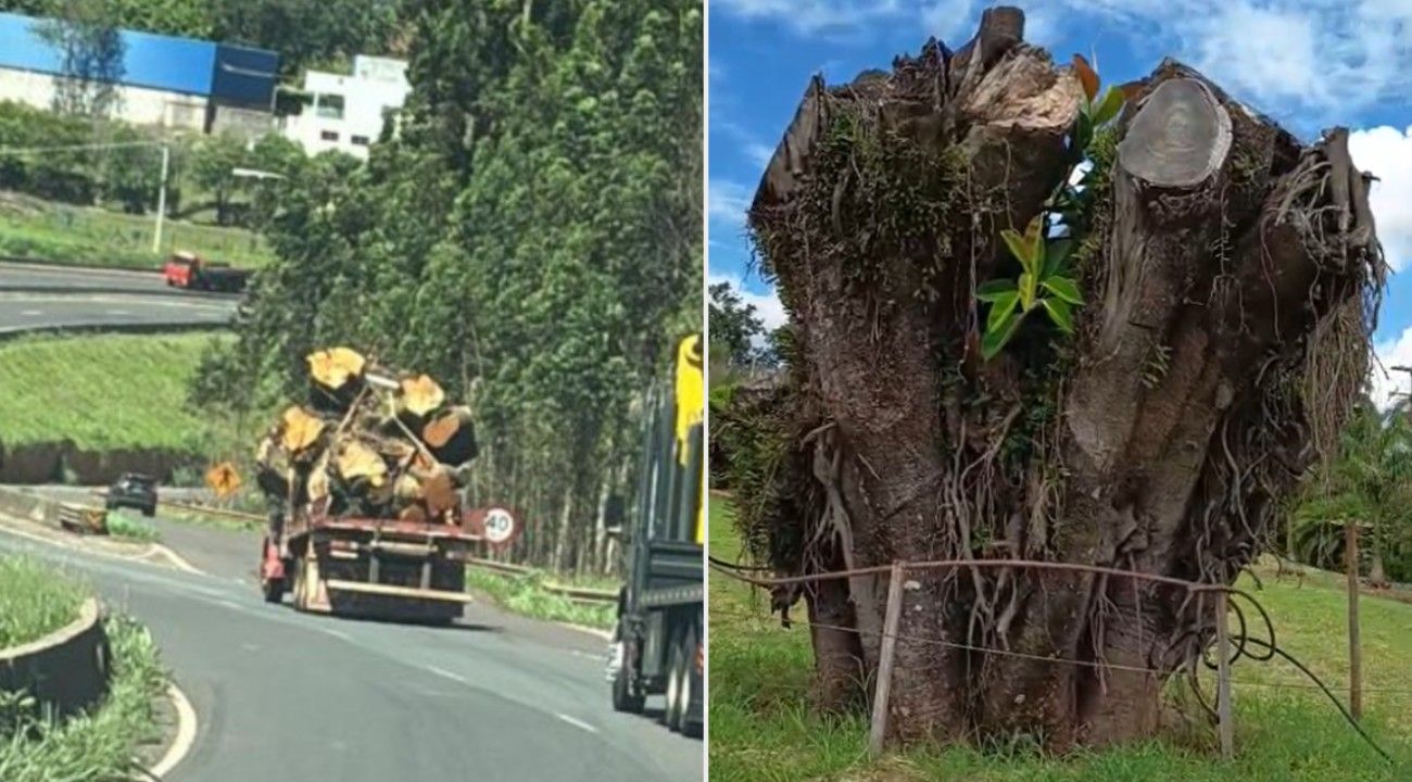 Empresária paranaense celebra galho de 1 metro após investir R$ 18 mil em árvore resgatada.. Reprodução: G1