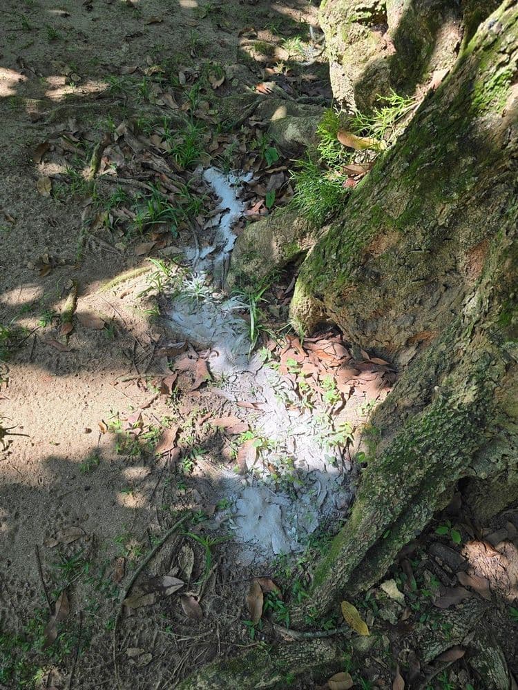 Campanha alerta sobre danos ao Jardim Botânico causados pelo depósito irregular de cinzas. Reprodução: O Globo