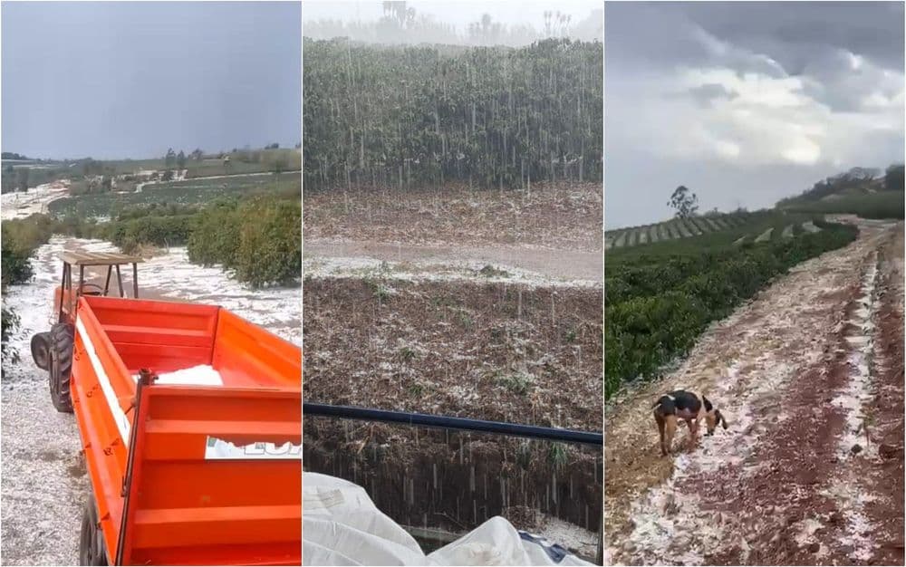 Granizo danifica lavouras de café em Monte Santo de Minas durante colheita. Reprodução: Globo