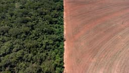 Desmatamento no Brasil: 2,9 milhões de hectares perdidos anualmente, impactando a cobertura natural. Reprodução: Globo