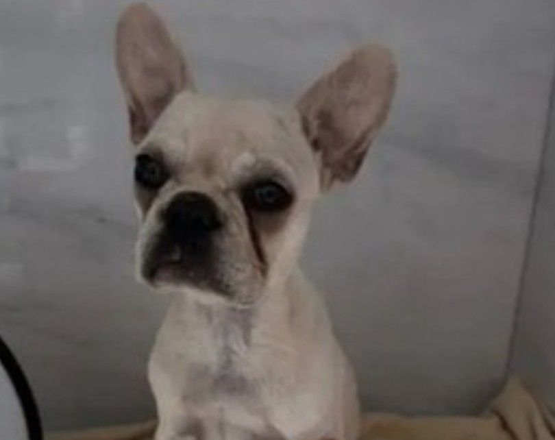 Tutora do buldogue francês pode receber pena caso condenada, após envolvimento com 55 pedras de crack.. Reprodução: Oglobo