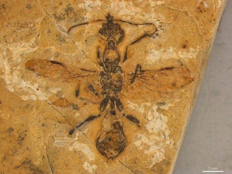 Inseto fossilizado de 113 milhões de anos revela novas informações sobre evolução.; Reprodução: Anderson Lepeco