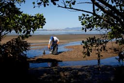 Reflorestamento na Baía de Guanabara não basta para conter o aquecimento global. Legenda da imagem. Reprodução: O Globo