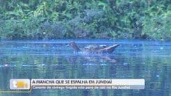 Córrego em Jundiaí muda de cor e afeta fauna após vazamento de corante. Reprodução: TV TEM
