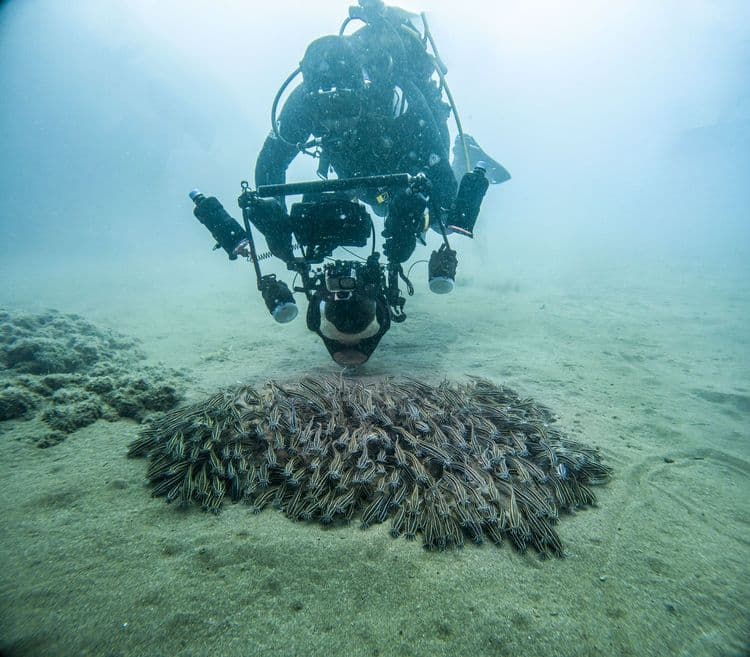 Câmeras subaquáticas e drones revolucionam a captura de imagens na natureza. Reprodução: VEJA