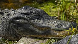 Moradores e autoridades discutem plano de ação para lidar com animais selvagens nas proximidades de residências. Reprodução: iG