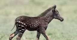 Zebra sem listras causa espanto na África