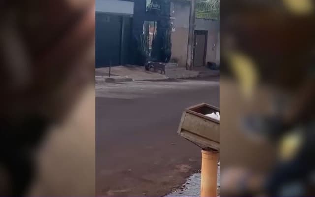Cachorro atacou tutor e fugiu, causando mortes de outros cães na vizinhança. Reprodução: Globo