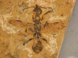 Inseto fossilizado de 113 milhões de anos revela novas informações sobre evolução.; Reprodução: Anderson Lepeco