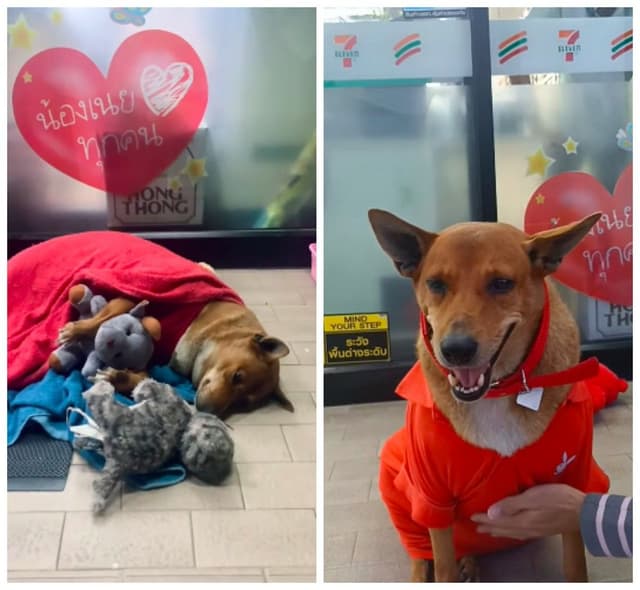 Cachorro adotado por princesa após esperar dono falecido