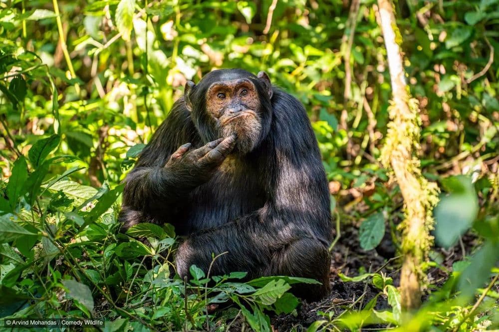 Chimpanzé demonstra inteligência em tarefas de reconhecimento facial em estudo sobre cognição animal. Reprodução: The Conversation Brasil