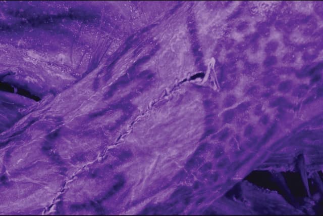 Tatuagens antigas na Sibéria demonstram habilidade artística e treinamento formal.; Legenda da imagem. Reprodução: Gizmodo