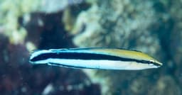 Inteligência surpreendente do peixe bodião-limpador