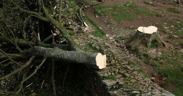 Homens responsáveis pela queda da famosa árvore 'Sycamore Gap' na Grã-Bretanha são processados. Legenda da imagem. Reprodução: Reuters
