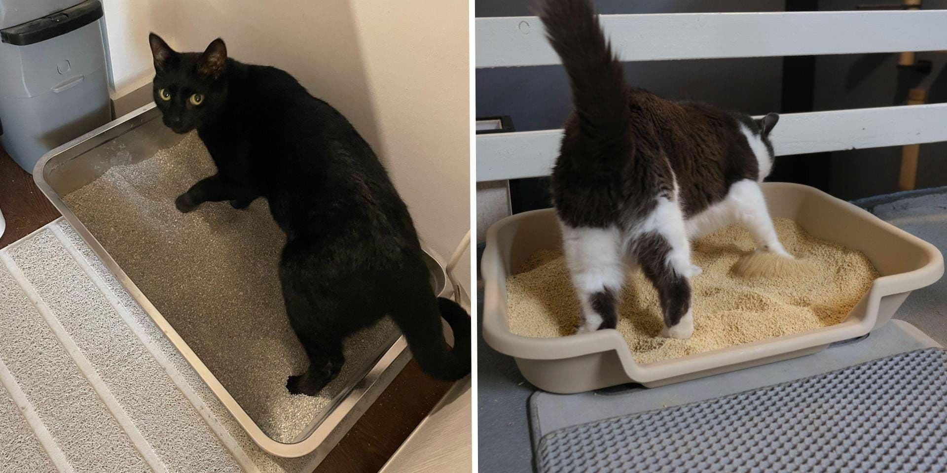 Os melhores modelos de caixas de areia para gatos testados em diversas casas para conforto e facilidade de limpeza. Legenda da imagem. Reprodução: Business Insider