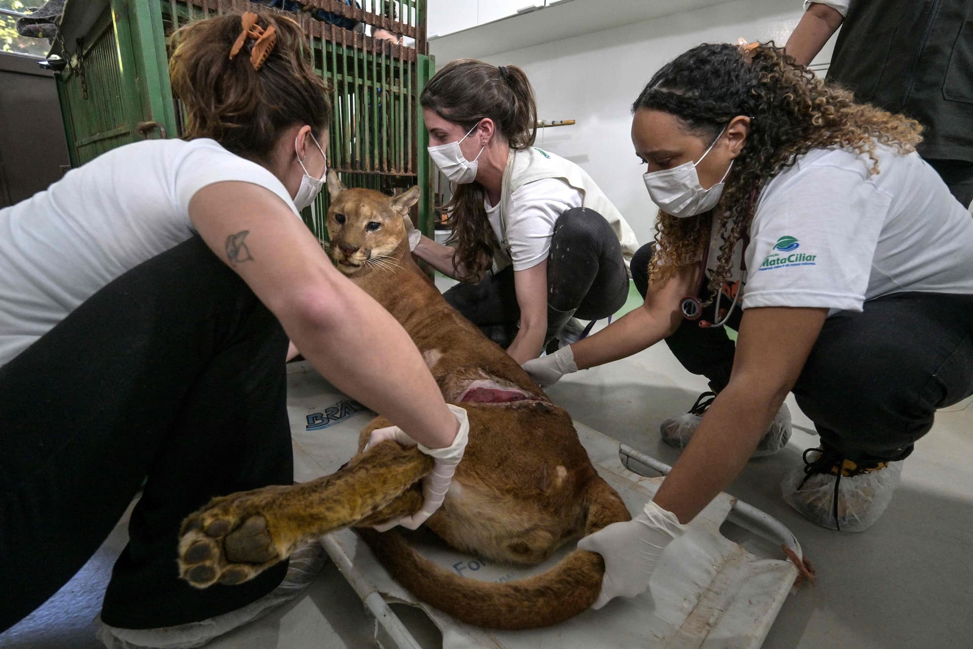 Puma resgatado após cair em armadilha espera tratamento em santuário de reabilitação em Jundiaí.; Reprodução: Globo