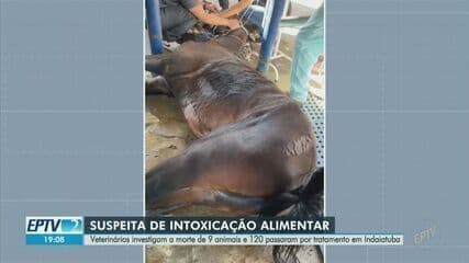 Veterinários investigam a morte de nove cavalos e adoecimento de 120 em haras de Indaiatuba.; Reprodução: Globo