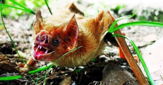 Animais com Dentes Afiados e Suas Curiosidades