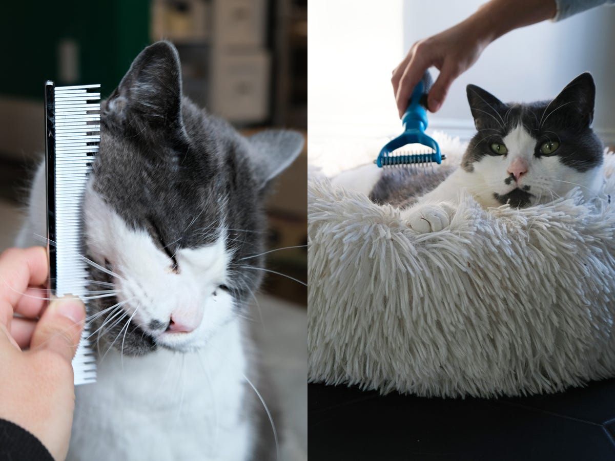 As melhores escovas para gatos que testamos para cada tipo de pelagem