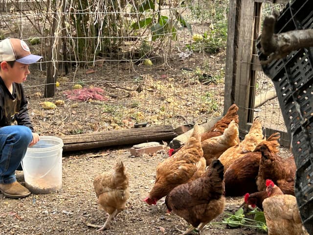 Menino de 8 anos em Piracicaba cria negócio com galinhas e vende ovos. Reprodução: Retorno do item 11