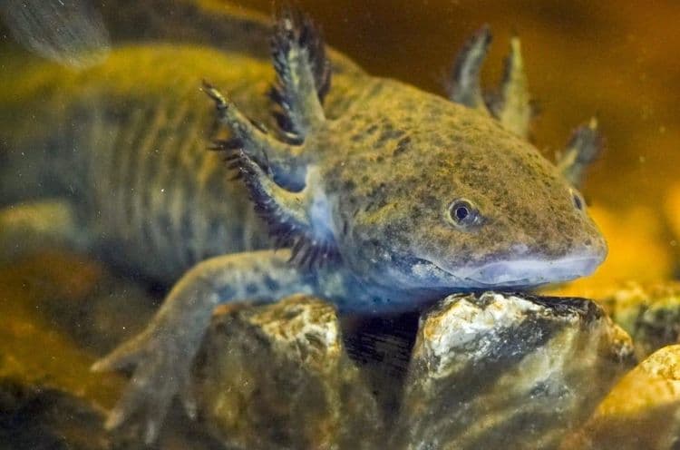 Axolote, anfíbio endêmico do México, conhecido por suas características únicas. Reprodução: Globo
