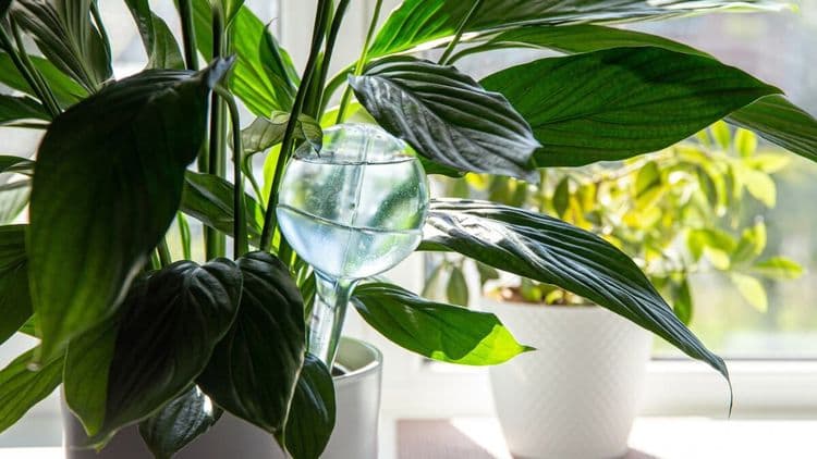Bolas de riego ajudam a manter a umidade das plantas de interior. Reprodução: El País