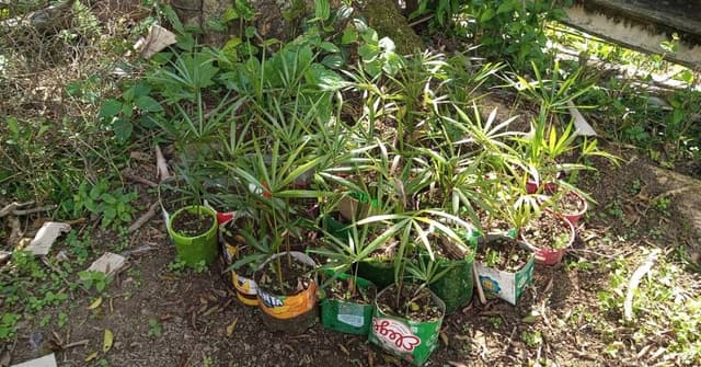 Governo de SP lança programa de restauração com créditos de carbono e consulta pública. Reprodução: Retorno do item 11