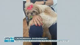 Cachorra Babi será exumada em investigação de morte suspeita em Ribeirão Preto; Legenda da imagem. Reprodução: Globo
