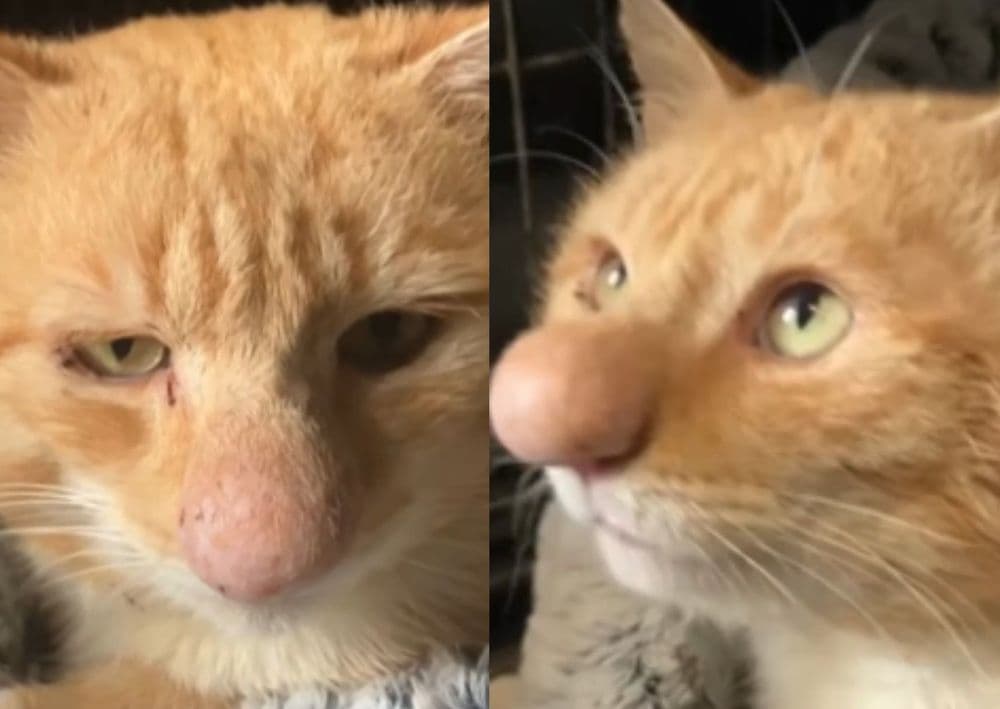 Gato Barney Bubble viraliza nas redes por seu focinho enorme, mas recebe tratamento para infecção por fungo. Reprodução: Globo