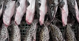Abipesca pede ao governo a criação de linha de crédito para indústrias de pescado afetadas por tarifa dos EUA.; Reprodução: Veja