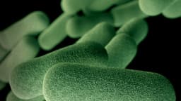 Cientistas analisam dados de 204 países em novo estudo. Reprodução: iG