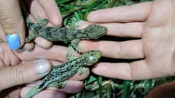 Lagartixas Centenárias da Nova Zelândia Revelam Segredos da Longevidade