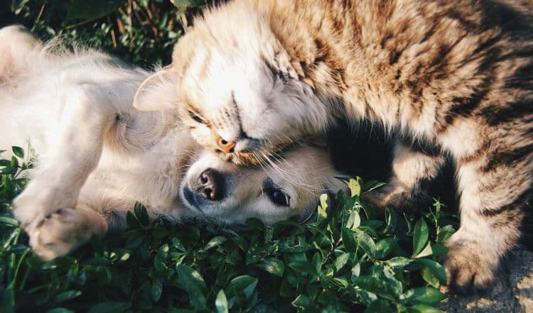 Novo documento para identificação de pets com QR Code facilita a localização de tutores. Reprodução: CNN Brasil