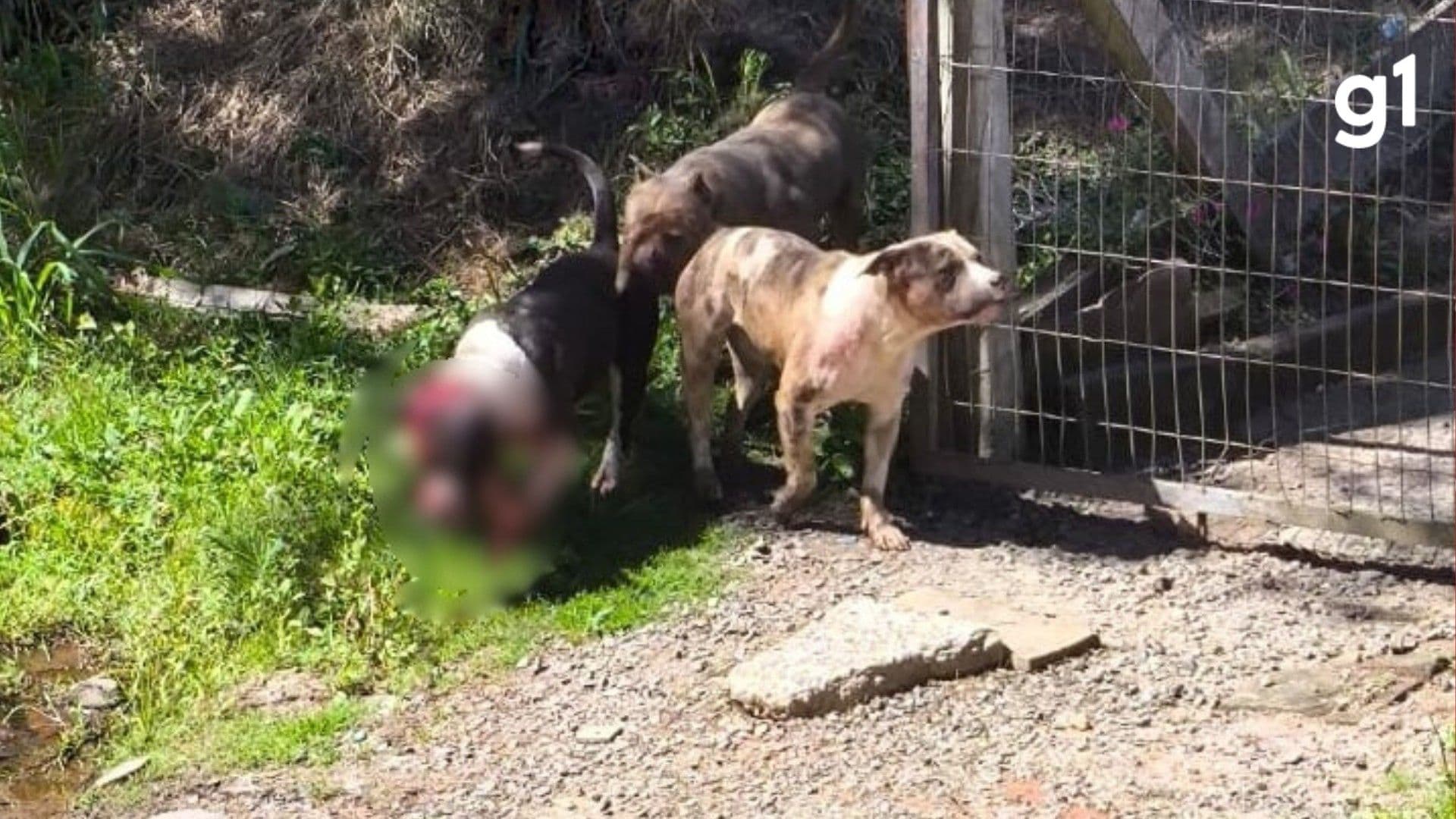 Mulher recebe atendimento após ataque de pitbulls em Sapiranga; cães recolhidos pelo Corpo de Bombeiros. Legenda da imagem. Reprodução: Retorno do item 11