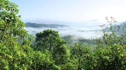 Micróbios da Amazônia podem afetar mudanças climáticas
