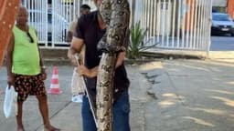 Jaguatirica resgatada no campus da Faculdade de Arquitetura. Reprodução: Último Segundo