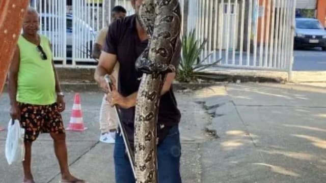 Jaguatirica resgatada no campus da Faculdade de Arquitetura. Reprodução: Último Segundo