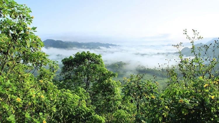 Micróbios da Amazônia podem afetar mudanças climáticas