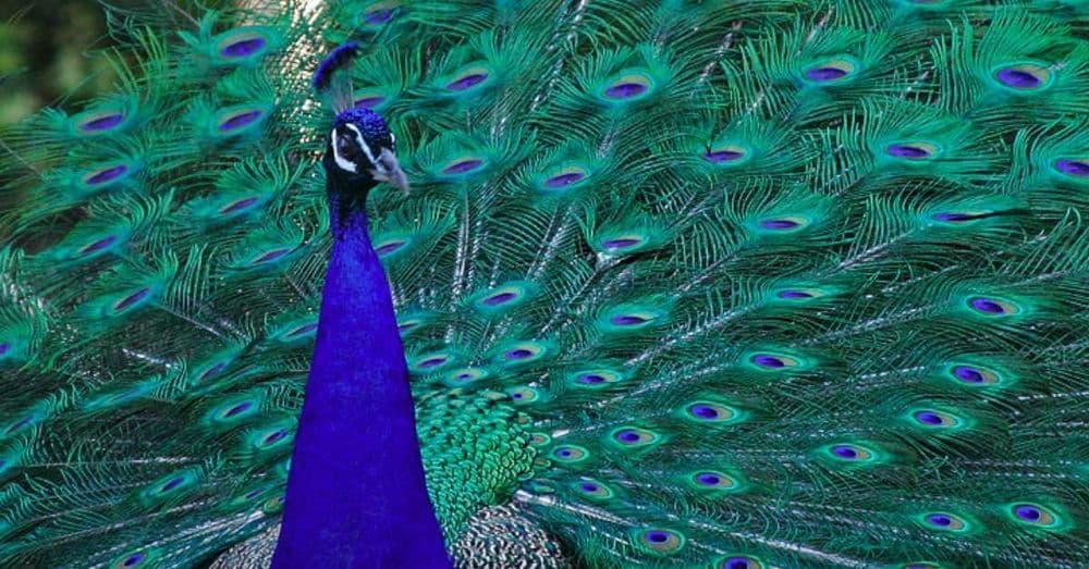 Pavão: Beleza Exibicionista com Simbolismos Profundos