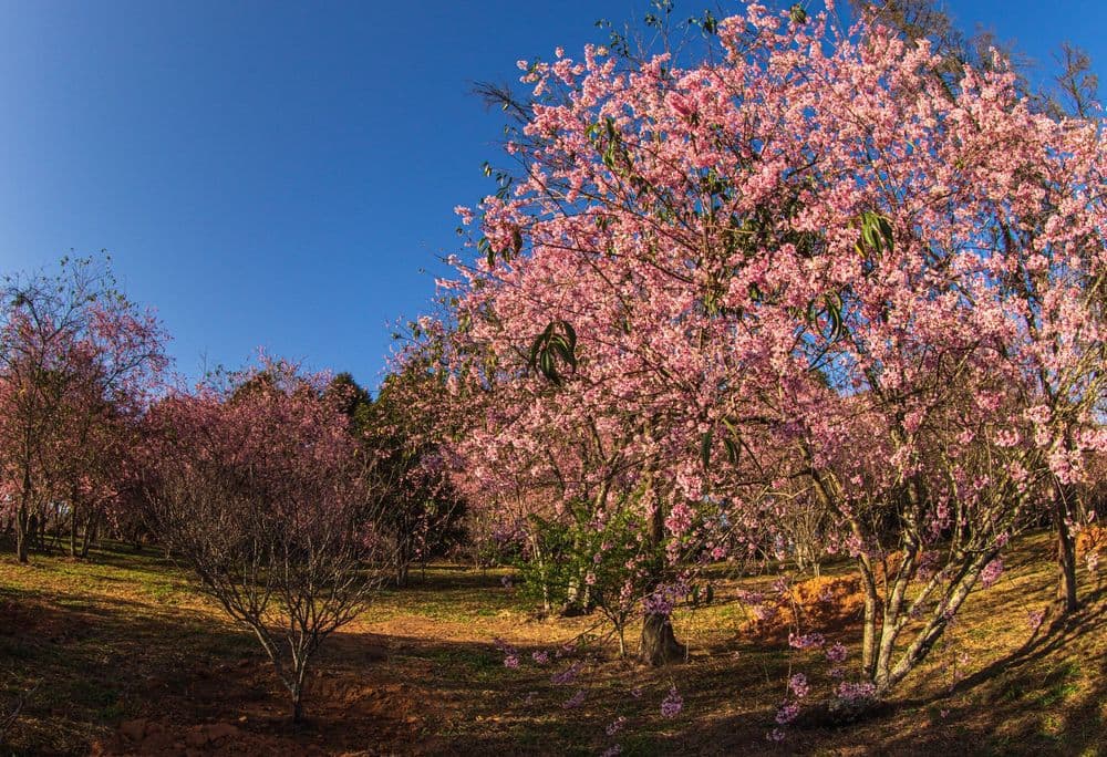 Cerejeiras florescem no Parque do Carmo, São Paulo, durante a 45ª Festa das Cerejeiras. Reprodução: Globo