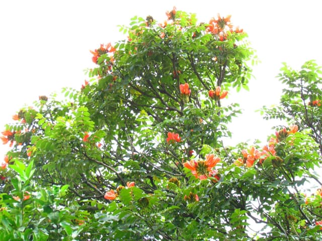 Espatódea, árvore exótica tóxica às abelhas, proibida em Santa Catarina. Legenda da imagem. Reprodução: Retorno do item 11