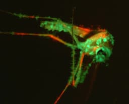 Armadilhas com fungo Metarhizium atraem mosquitos e os matam. Legenda da imagem. Reprodução: "Retorno do item 11"