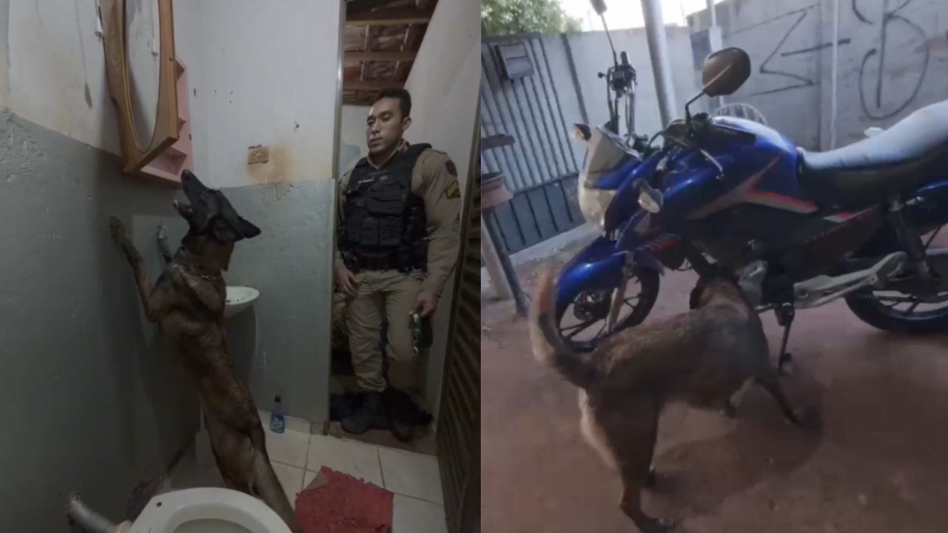 [Cães farejadores localizam drogas atrás de espelho e em moto de traficante em MG]. Reprodução: G1