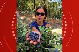 Mudas de mirtilos e framboesas destruídas pela fiscalização em Sorriso, MT, com perda estimada de quase R$ 85 mil. Legenda da imagem. Reprodução: Retorno do item 11