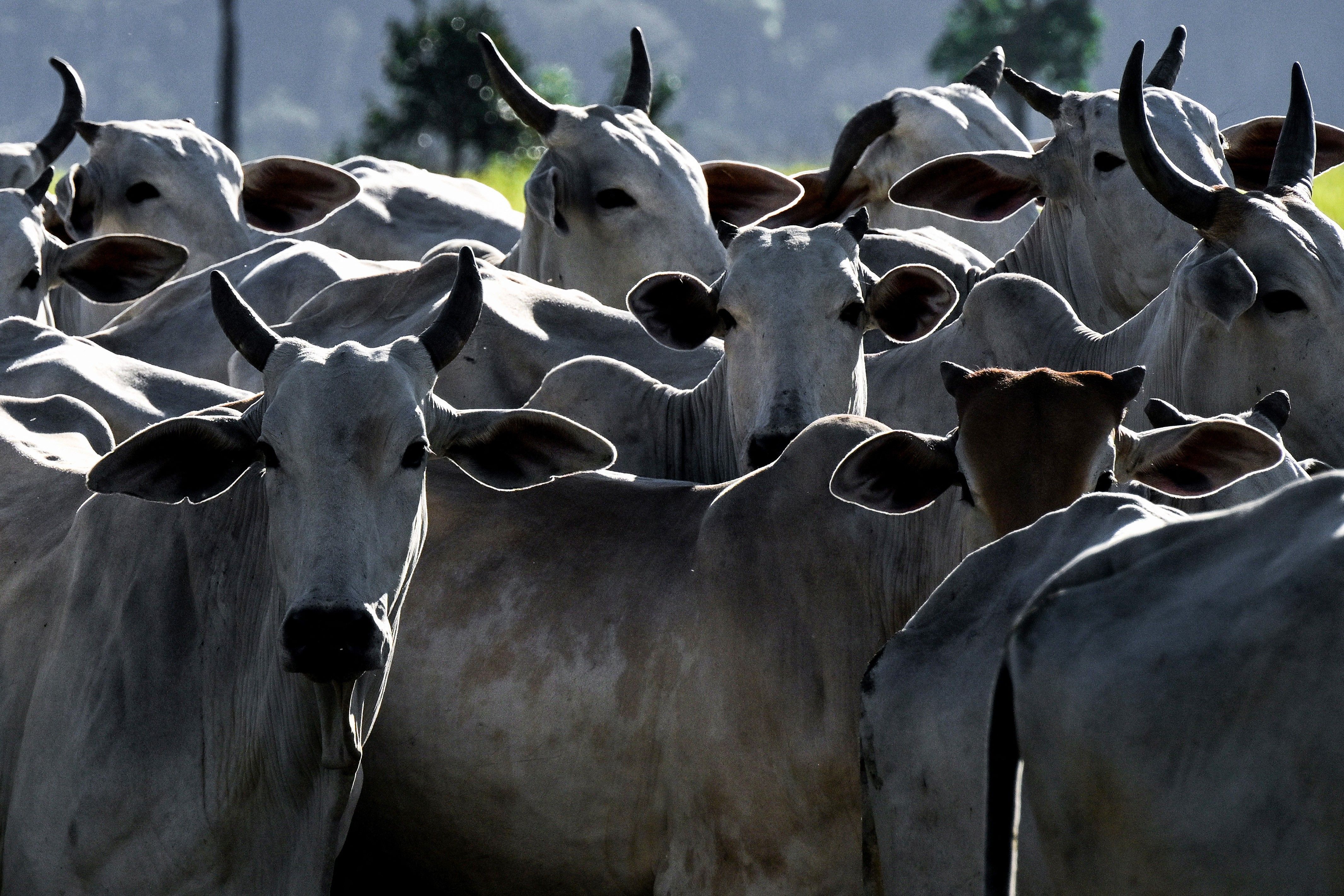 Amazônia em foco: agro brasileiro expande mercados para 29 produtos em 9 países nos primeiros dias de abril. Reprodução: G1