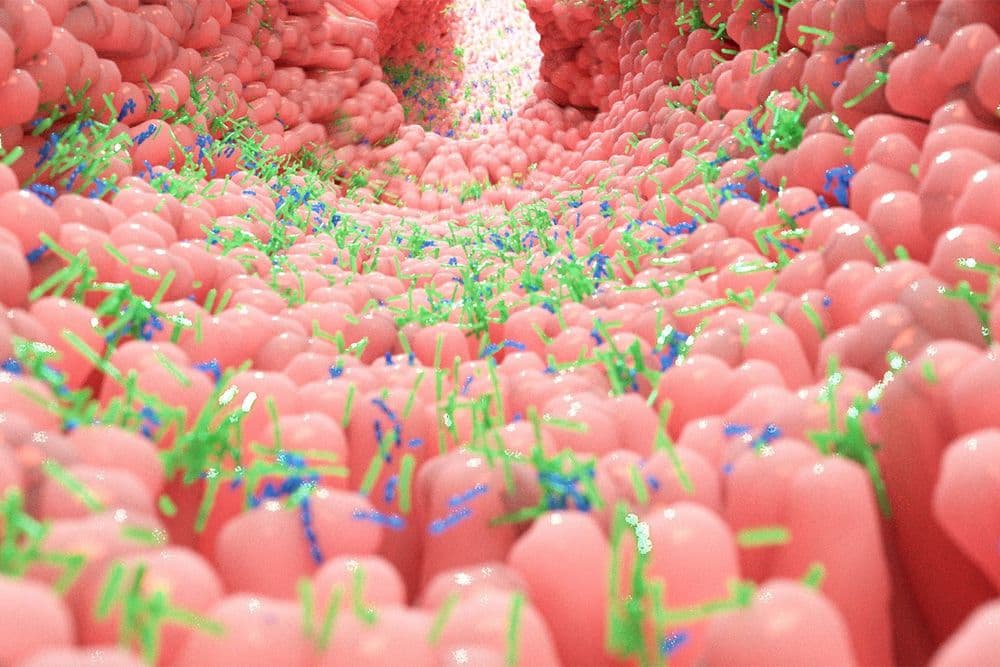 Pesquisa revela que bactérias intestinais podem indicar saciedade após a refeição. Reprodução: Gizmodo