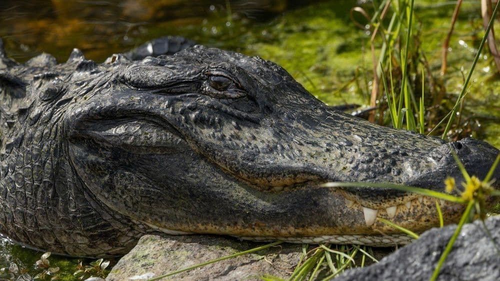 Moradores e autoridades discutem plano de ação para lidar com animais selvagens nas proximidades de residências. Reprodução: iG